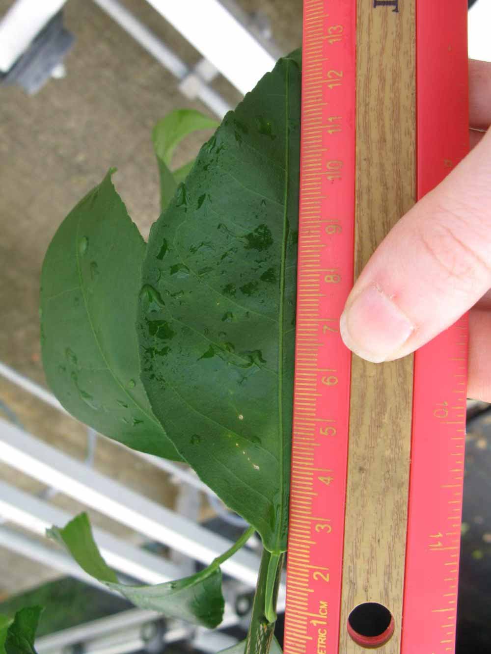              Unifoliolate leaf (Phillip Rucks Citrus Nursery, Frostproof,   FL)       